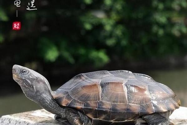 解密梦中乌龟的象征：长寿与智慧的象征吗？