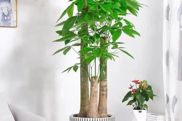 改善家居风水，提升家庭成员的健康运势