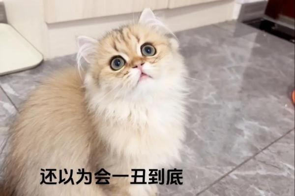 做梦见猫：它可能预示着你生活中的哪些变化