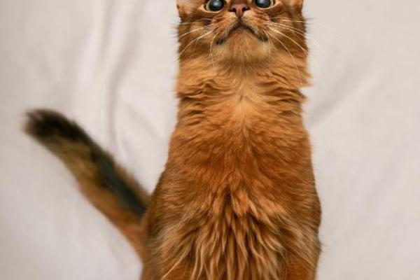 做梦见猫：它可能预示着你生活中的哪些变化