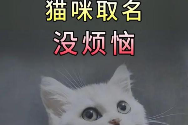 给你的小猫起名的创意指南