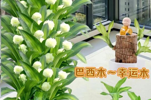 办公室养花风水的正确选择与布局技巧