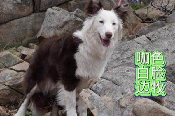 被狗追的梦境：恐惧与焦虑的象征