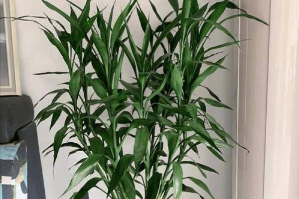 用水培植物打造和谐家居风水