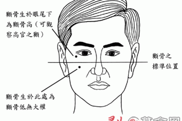 高颧骨面相的深层含义与命运走向