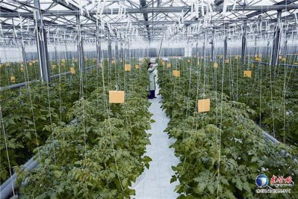 为蔬菜公司选个合适名字，提升品牌竞争力
