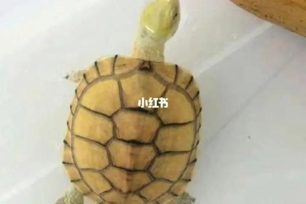 乌龟出现在梦中，背后隐藏的真实含义