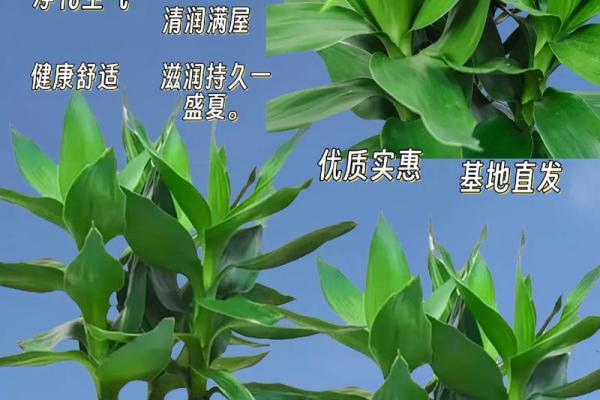 水培植物提升家居风水的五大妙招