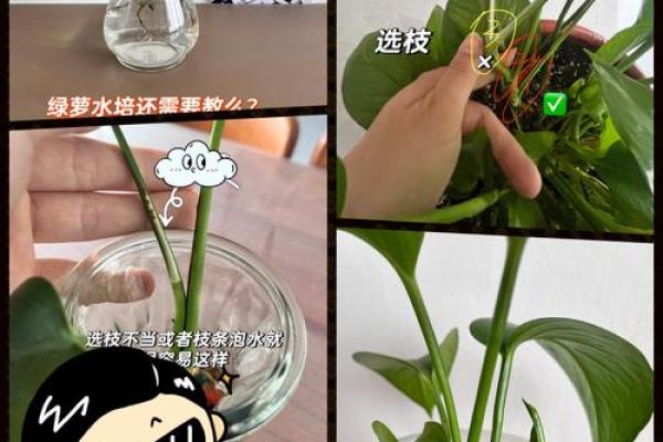 水培植物提升家居风水的五大妙招
