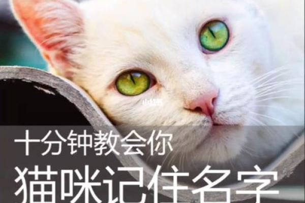 选择完美小猫名字的五个技巧