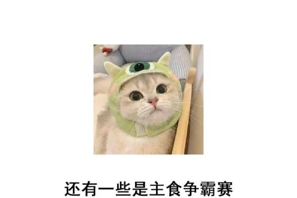 选择完美小猫名字的五个技巧