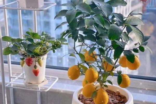 家居风水摆放指南，细节决定好运气