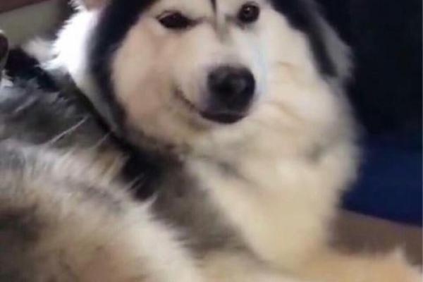 梦到被狗追的寓意与心理分析