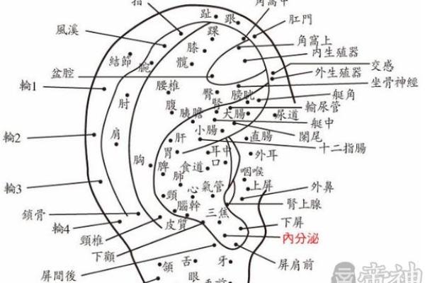 面相痣图解：女性面部痣的位置与暗示