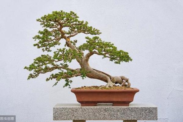 榆木在家居风水中的吉祥寓意与应用技巧