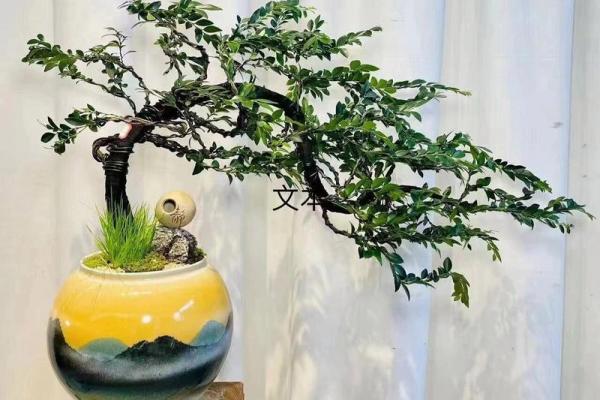榆木在家居风水中的吉祥寓意与应用技巧