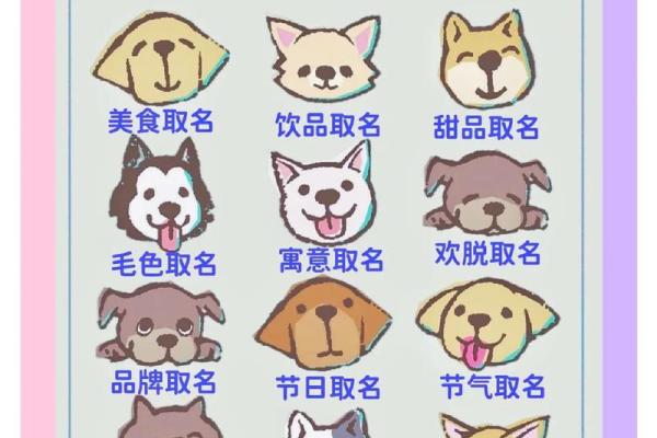 为你的宠物小狗起个有趣又特别的名字