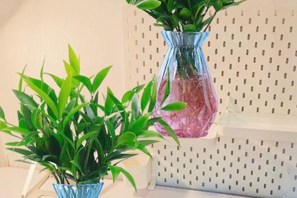 水培植物在家居风水中的独特作用
