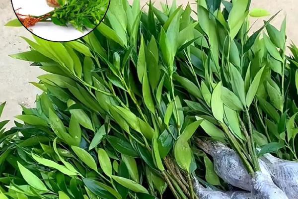 水培植物在家居风水中的独特作用