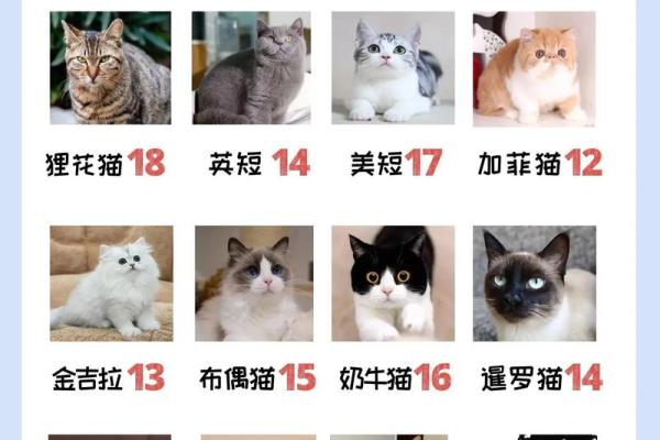 猫命理与家庭运势的关系解析
