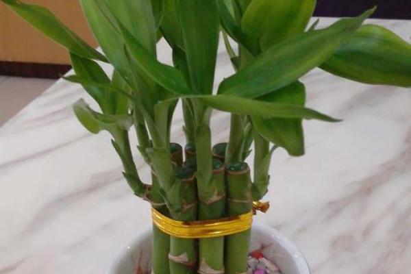 优化家居风水，从水培植物开始