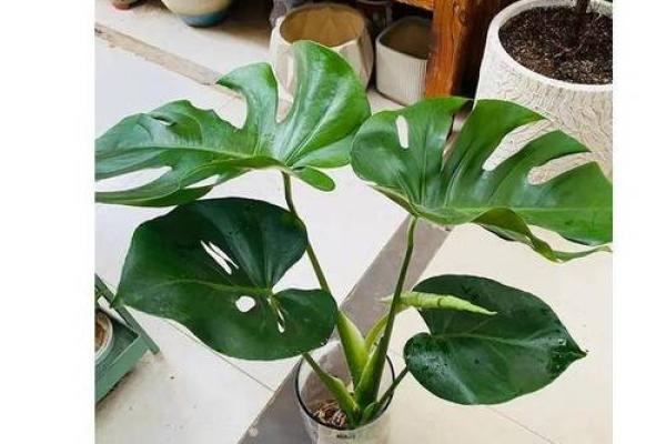 优化家居风水，从水培植物开始
