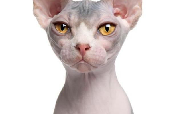 揭开猫命理的奥秘：如何从猫咪的生活习惯预测未来