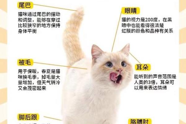 猫命理的秘密：了解猫咪带来的运气与影响