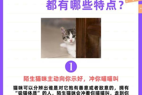 猫命理的秘密：了解猫咪带来的运气与影响