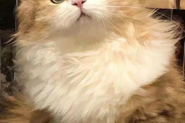 猫猫命理解析：如何通过生肖与五行了解你的宠物猫性格与运势