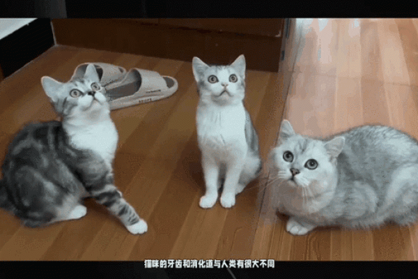 猫咪的命运密码：通过命理学分析猫咪的天赋与挑战