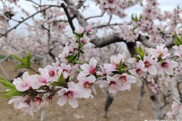面容如春花绽放，笑靥如霞映照——揭秘笑脸面相的魅力