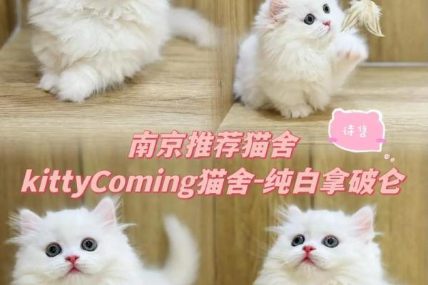 从可爱到独特，白猫名字推荐合集