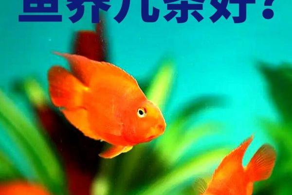 家居风水大师教你养鱼，打造吉祥生活空间！