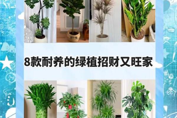 绿意盎然，家居风水大揭秘！