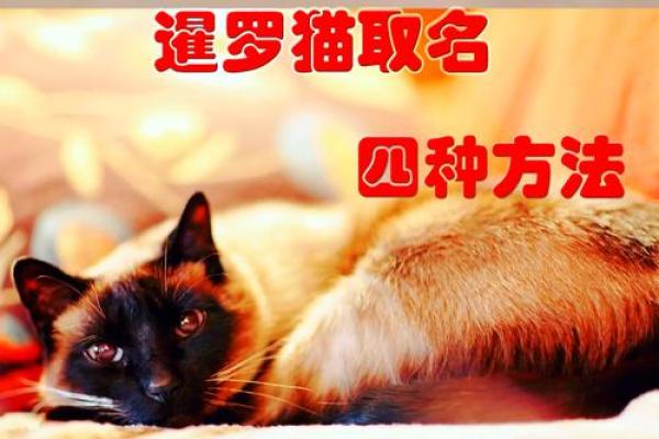 给猫咪取名字的创意方法与灵感分享
