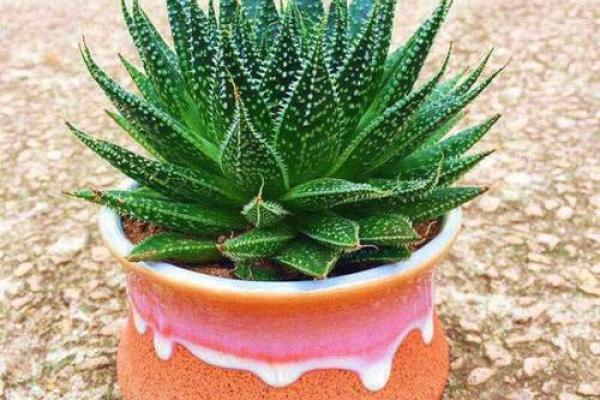 风水大师推荐：养这几款植物，家居风水大提升！