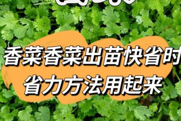 办公室香菜风水：旺运又添绿，办公室必备好物！