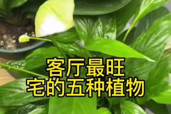 打造风水宝地，这些爆款植物让你家旺不停