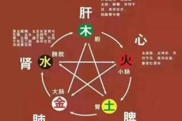 五脏五行调和法