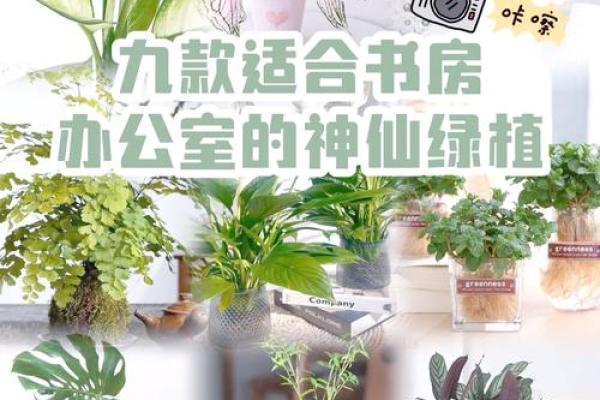 办公室绿植秘籍：提升风水，焕发职场活力