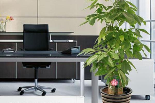 办公室风水宝典：植物摆放技巧，助你事业蒸蒸日上