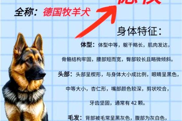 如何为你的德牧狗选择一个独特的名字