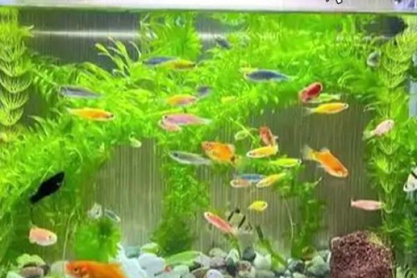 风水鱼摆放攻略：打造家居风水宝地，财运亨通！
