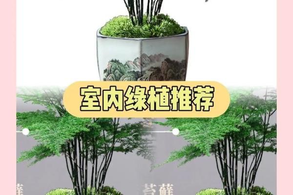 打造风水宝地，文竹盆栽办公室布局指南！