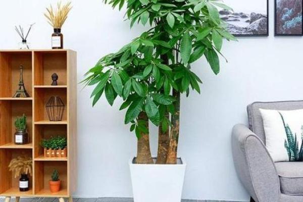 家居风水必备：无花果树布局指南，让你的生活更美好！