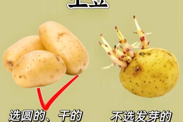 选择蔬菜公司名称时需要考虑的要素