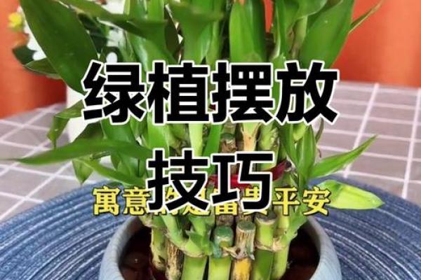 绿植风水宝典：提升家居运势必备