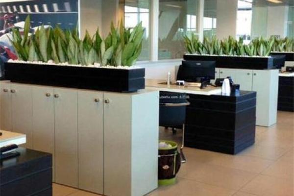 植物风水宝典：办公室植物摆放数量揭秘