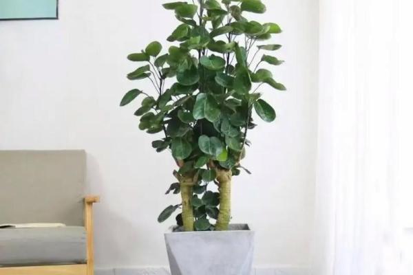 植物风水宝典：办公室植物摆放数量揭秘